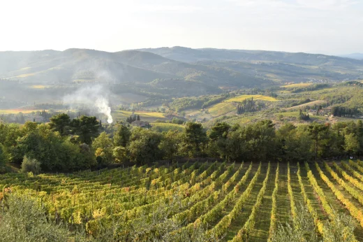 Vitigni tra colli verdi toscani